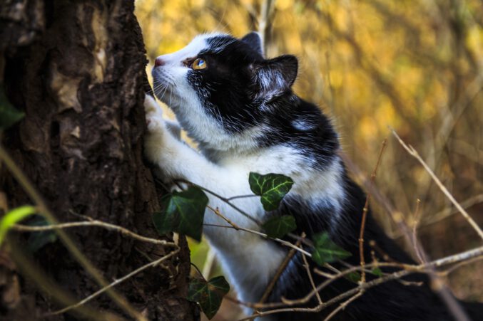 Katze im Baum