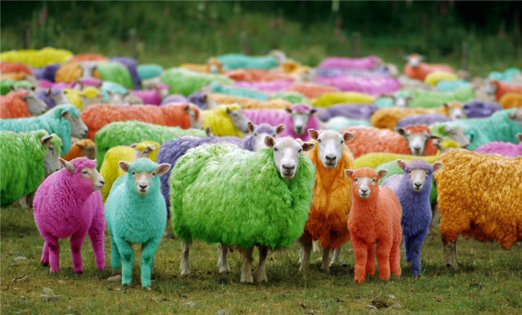 Coloured flock of sheep